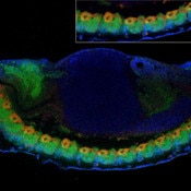 IF of Drosophila midline glia labeled with DSHB antibody 10D3-anti-wrapper (red). PMID: 31213988, Fig. S2C